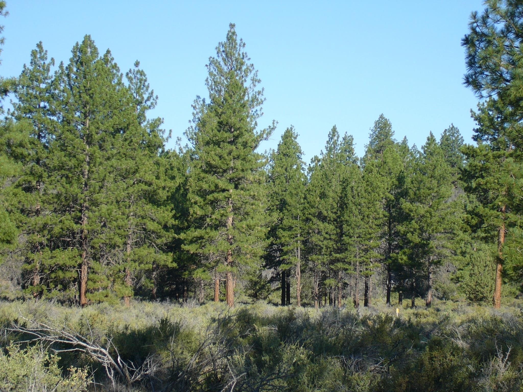 MacDoel Land with Forest Access