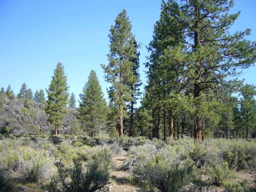 Picture 21