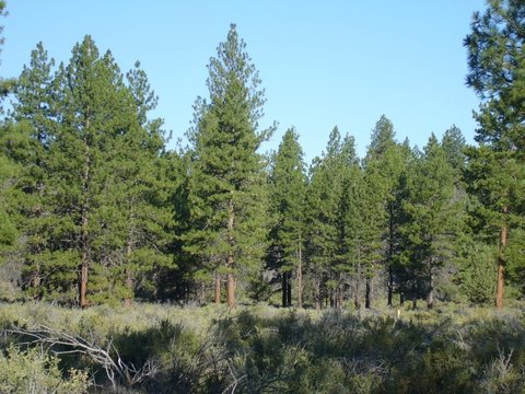 Recreational Land with Lava Rock Ridge