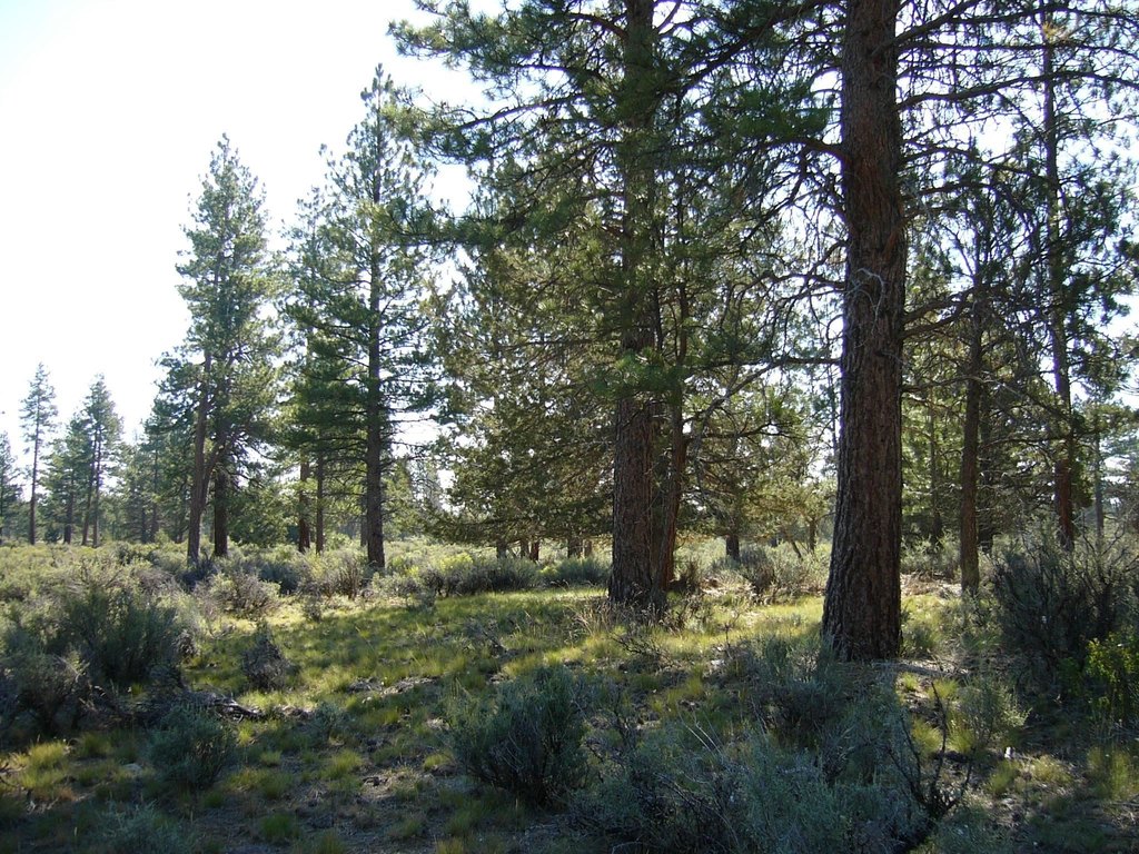 Picture 22