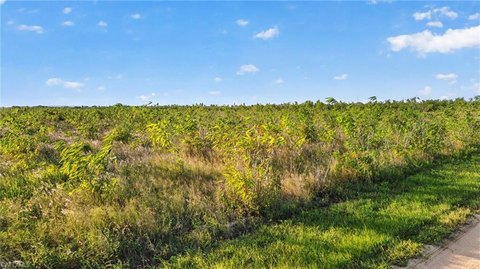 Bamboo-Planted Agricultural Land