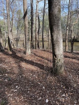 LAND, Andalusia, AL