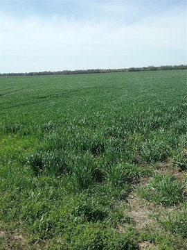 60 Acres of Level Land