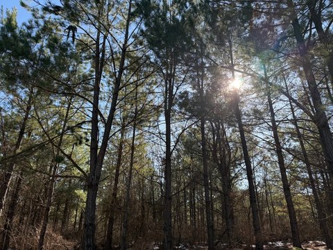 Broken Bow Wooded Homesite Opportunity