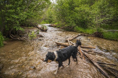 Valdez Land with River Frontage
