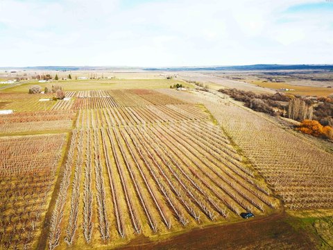Mesa Orchard with Sunrise Views