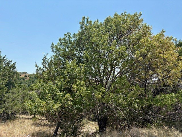 Picture 9