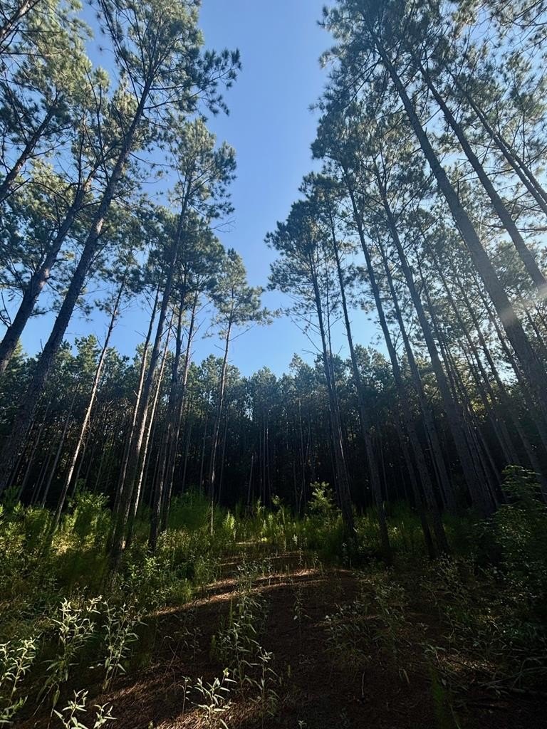 Pine Plantation Land in San Augustine