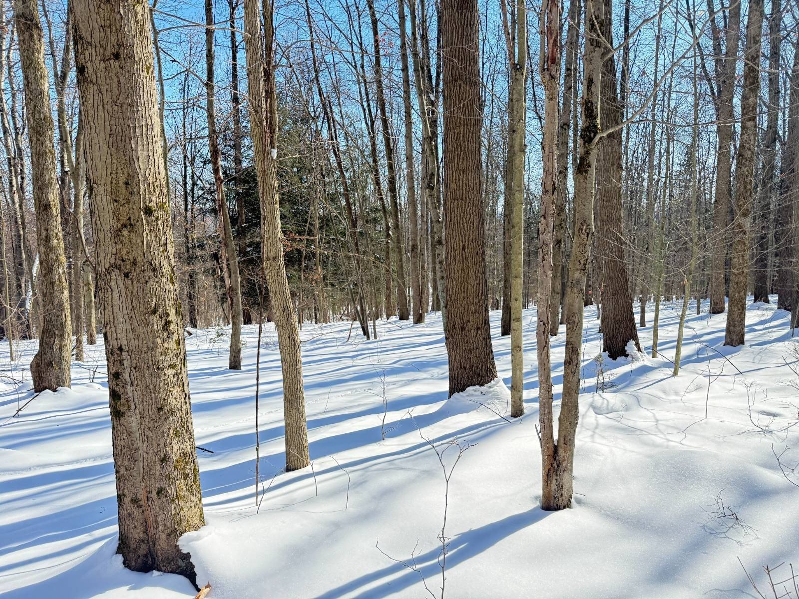 Vacant Land Parcel Near Meadville