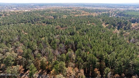 40 Acres of Red Oak Woods