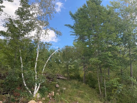 Land, Minocqua, WI