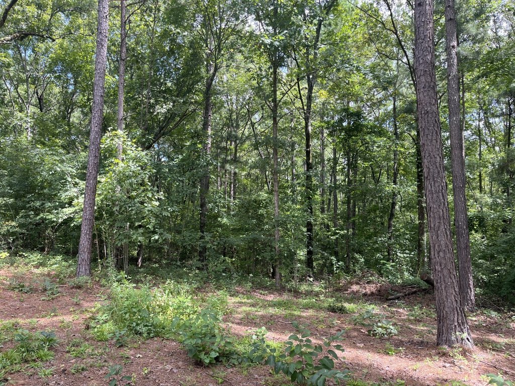 Picture 25