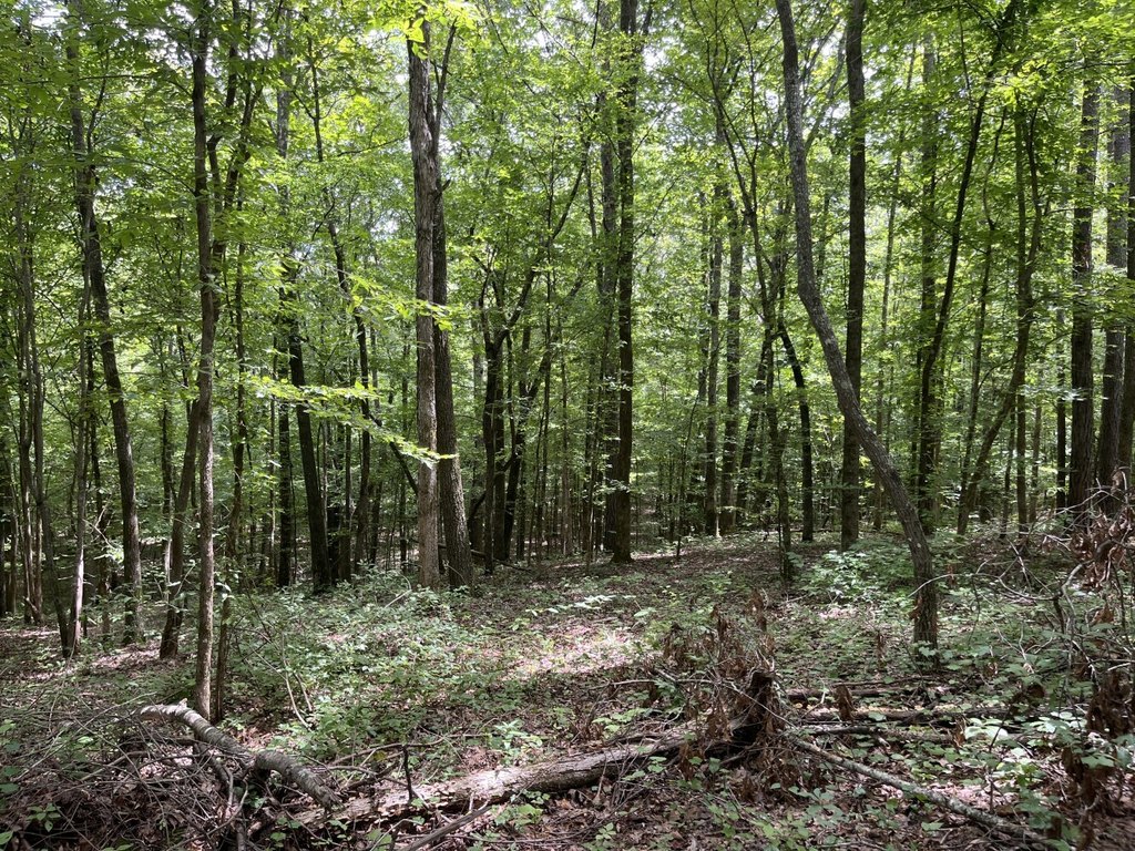 Picture 48