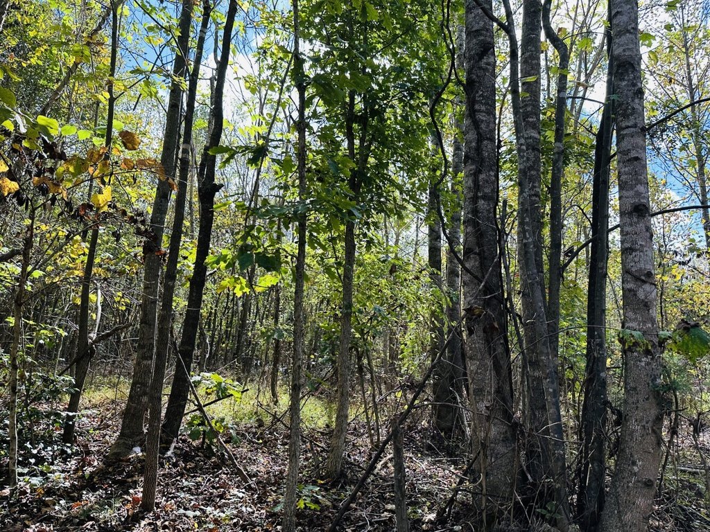 Picture 29