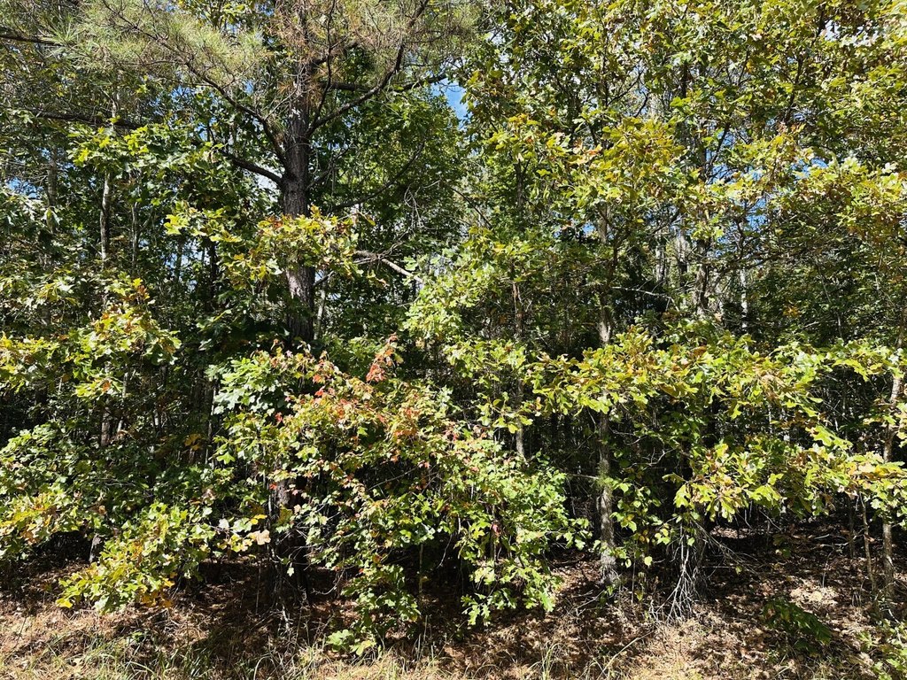Picture 38