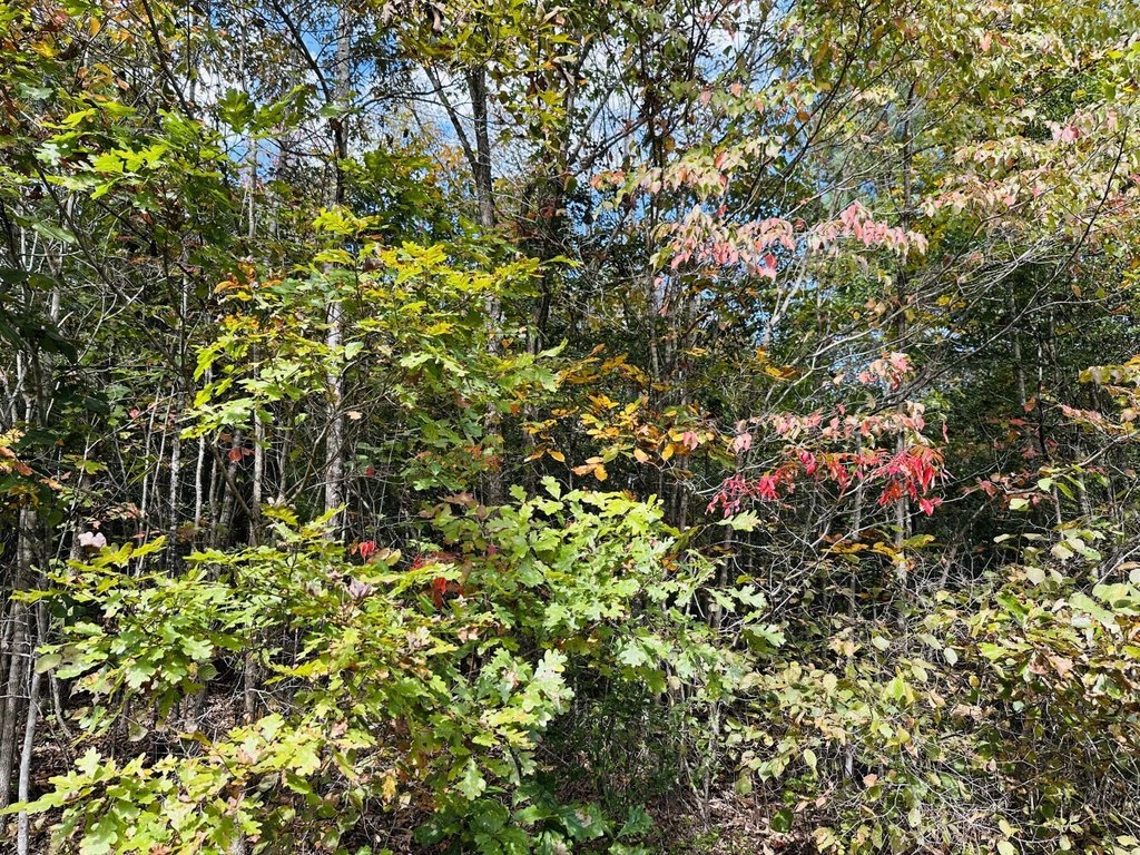 Picture 36