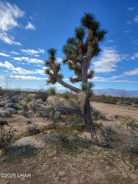 40 Acres in Yucca, Arizona