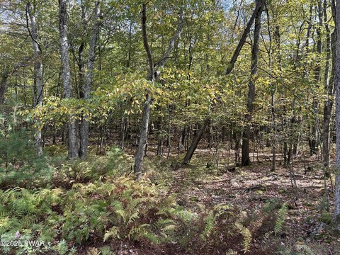 Pocono Mountain Forest Land Parcel