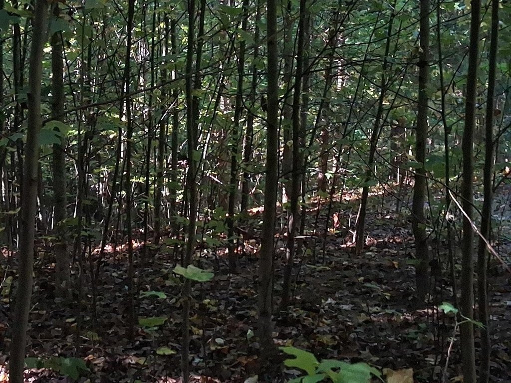 Picture 8
