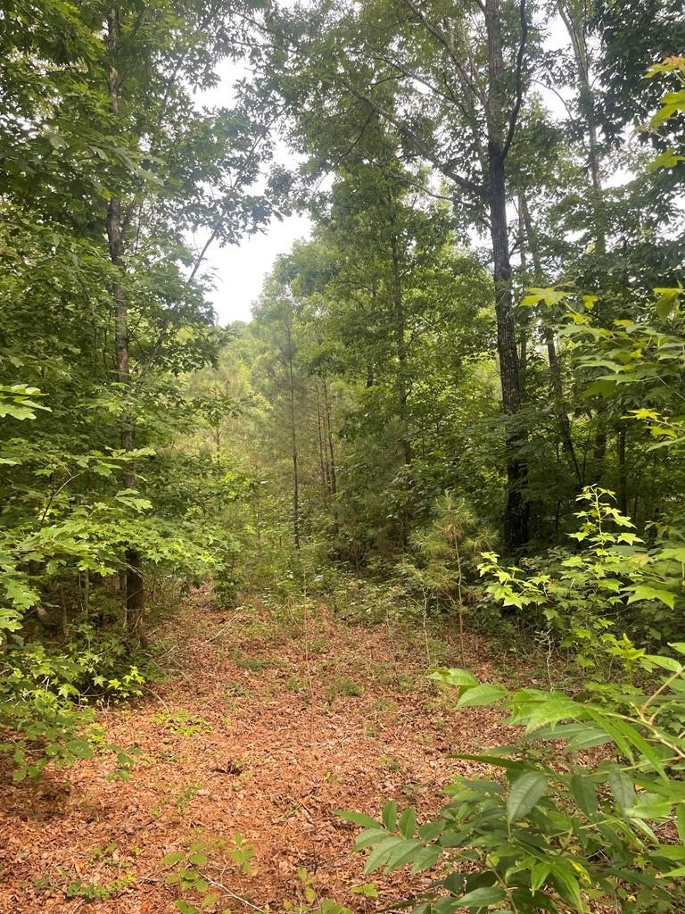137 Acres of Land, Buchanan