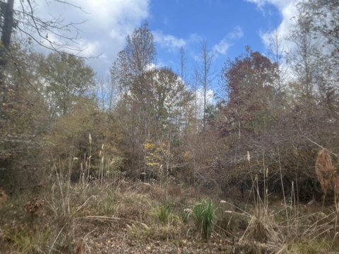 80 Acres Hunting Land, El Dorado