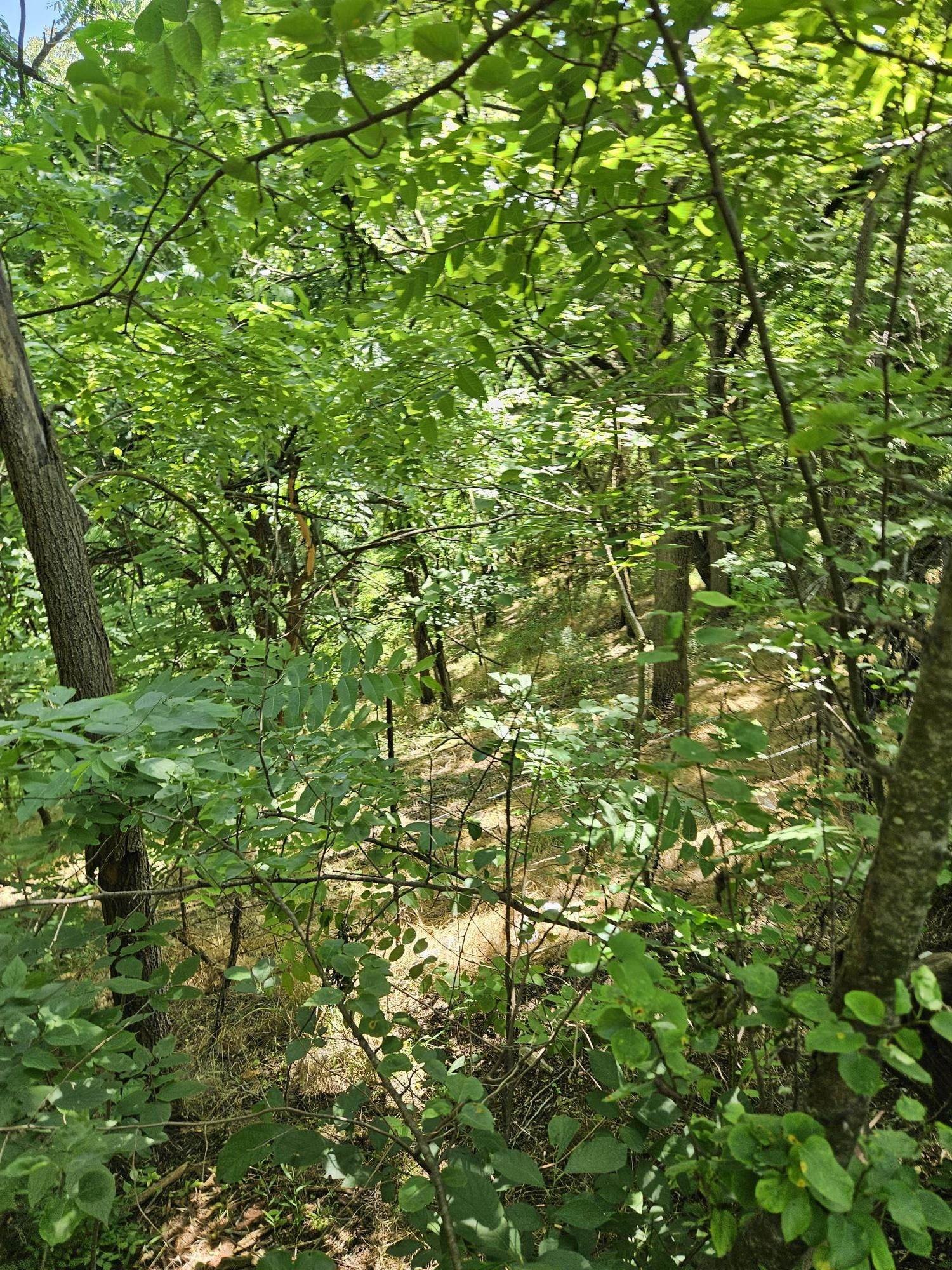 Wooded Land Parcel Near Creek