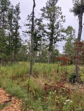 Wooded Acreage Near National Forest