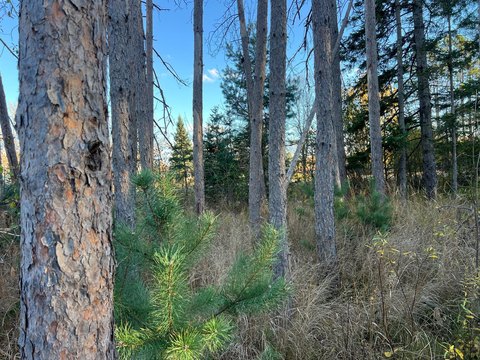 High-Ground Commercial Development Land