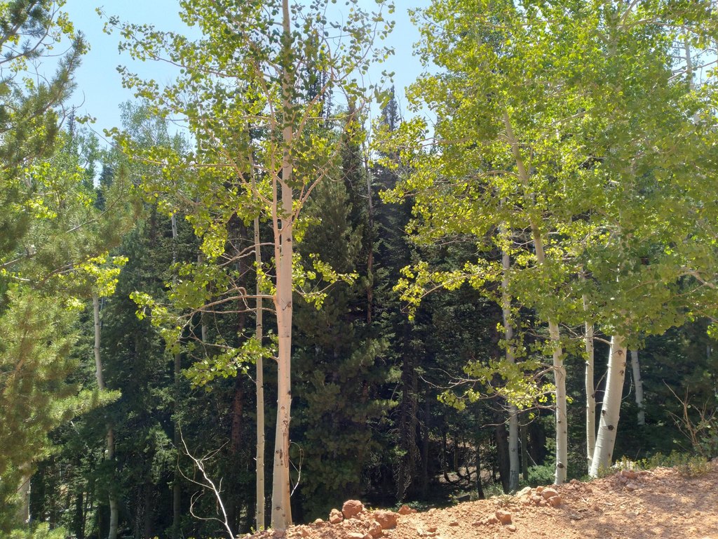Picture 15