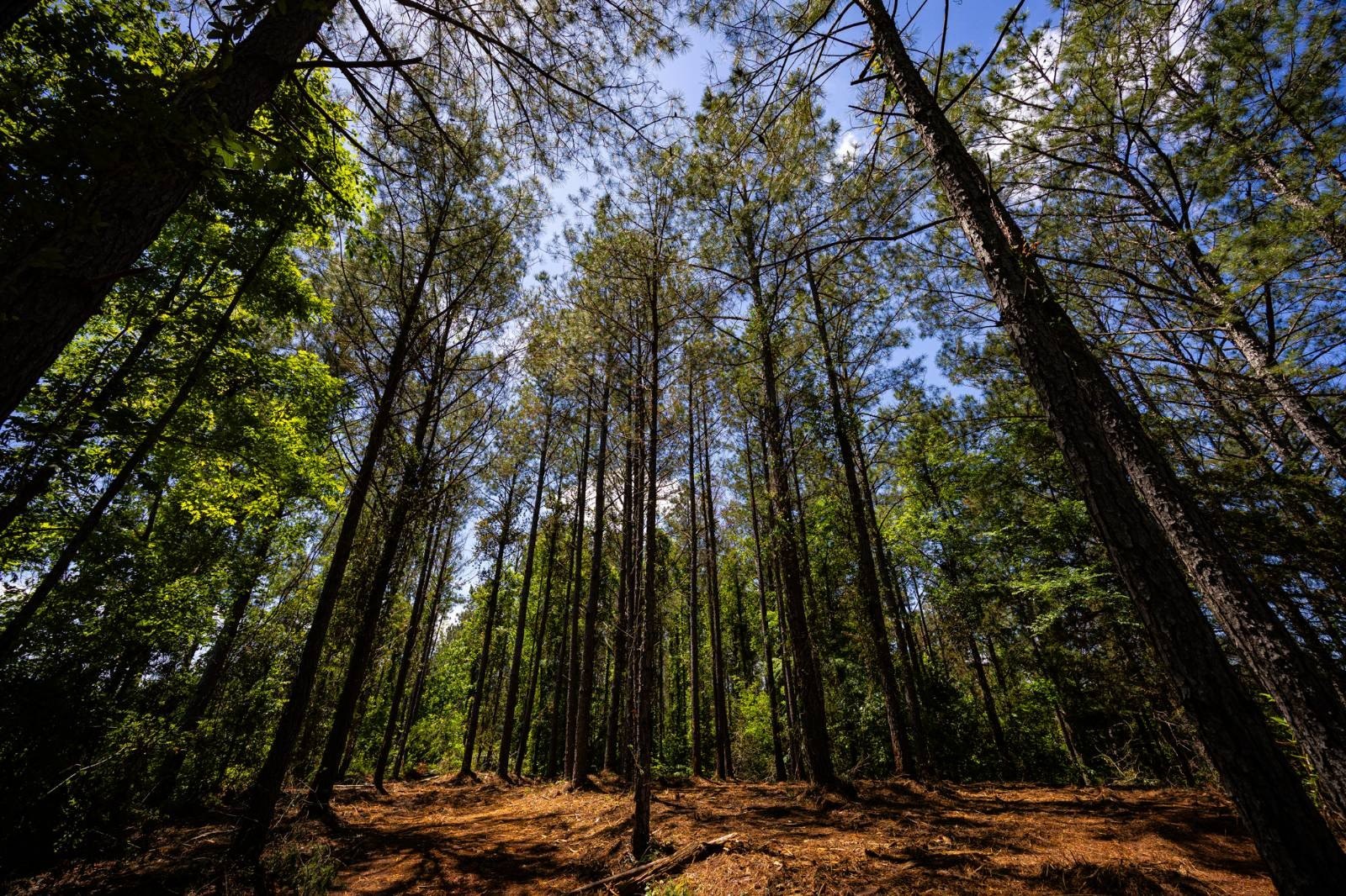 Acreage Homesite Near Fulton, MS