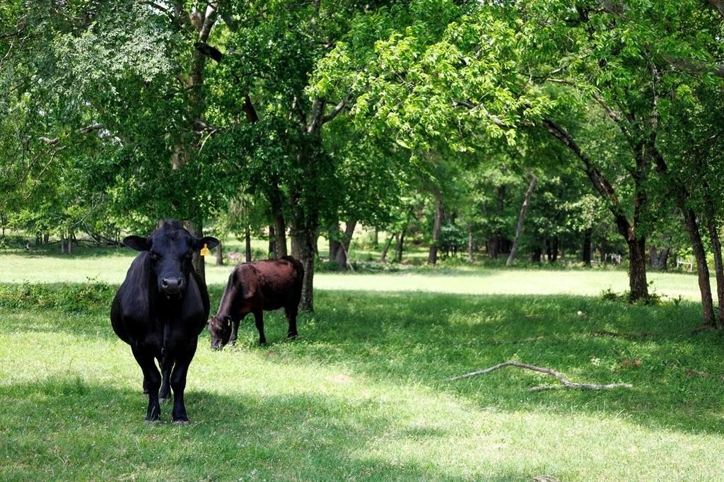 East Texas Farm on 47+ Acres