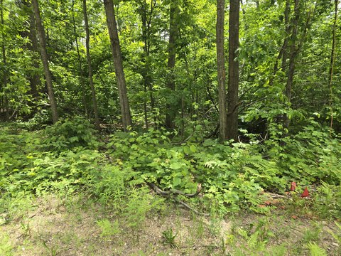 Land in Quiet Gaylord Neighborhood