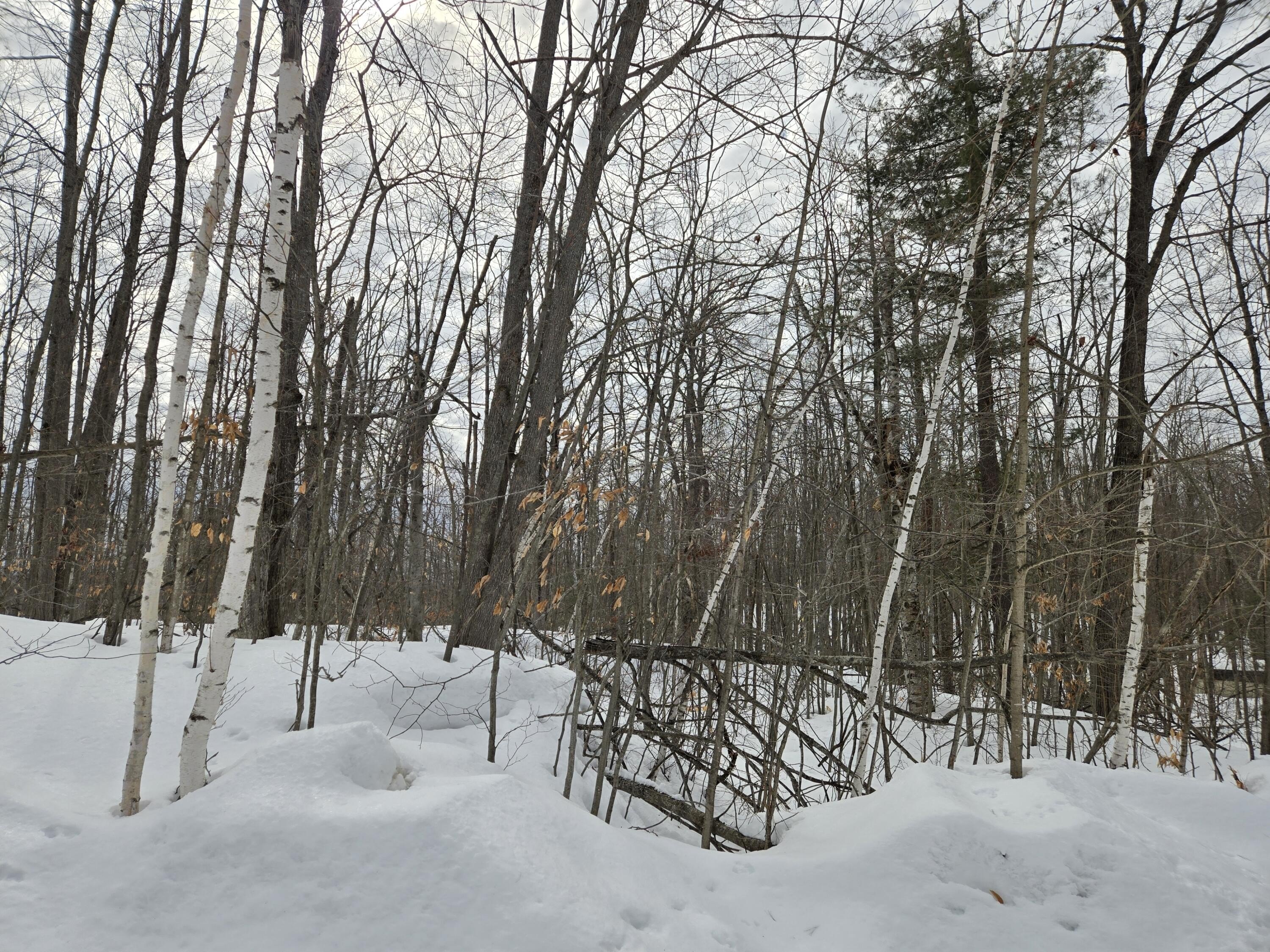 Land in Quiet Gaylord Neighborhood