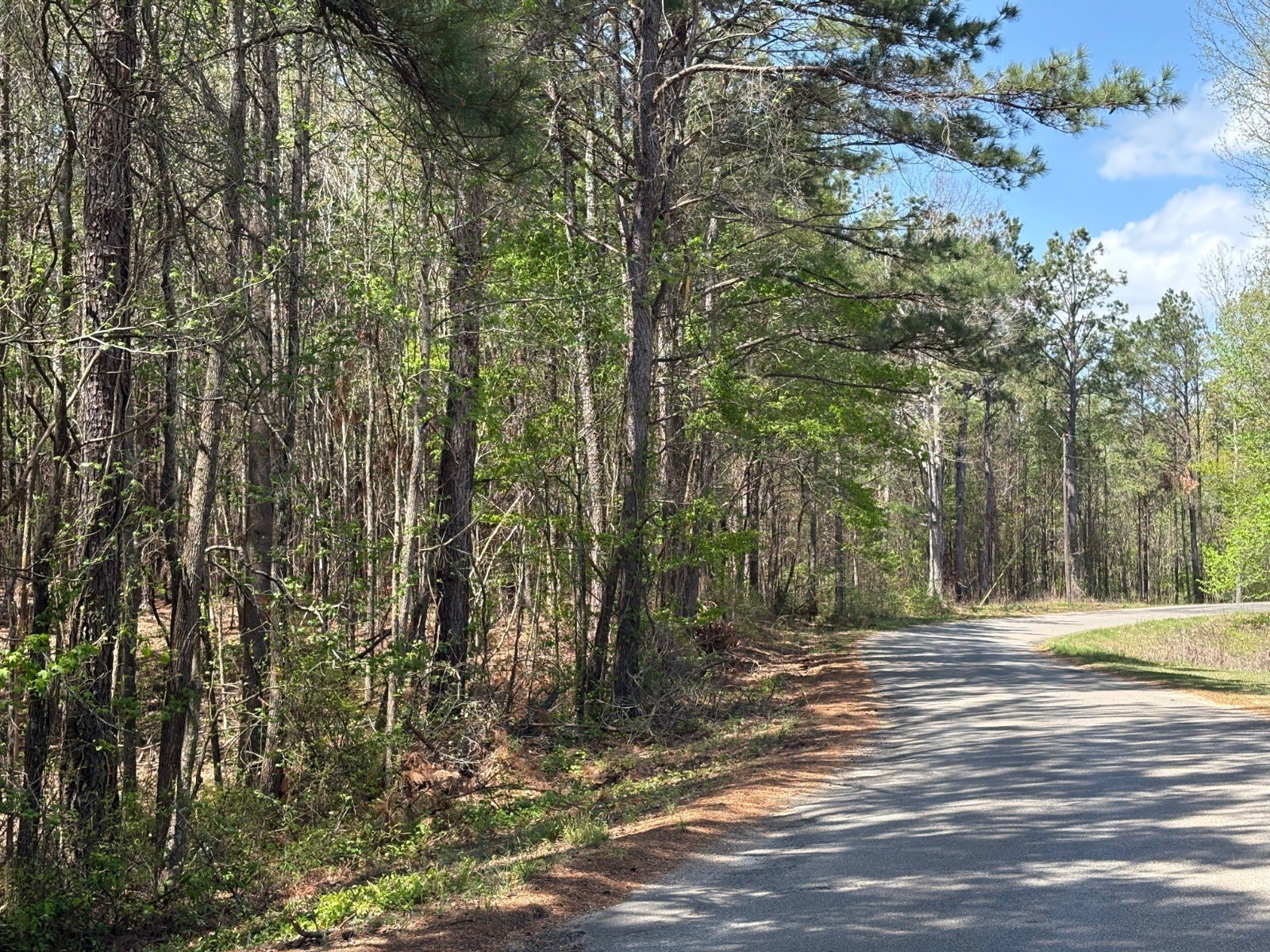 33 Acres of Timber Land