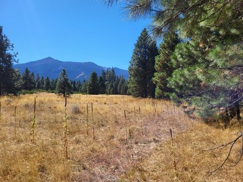 Land, Weed, CA