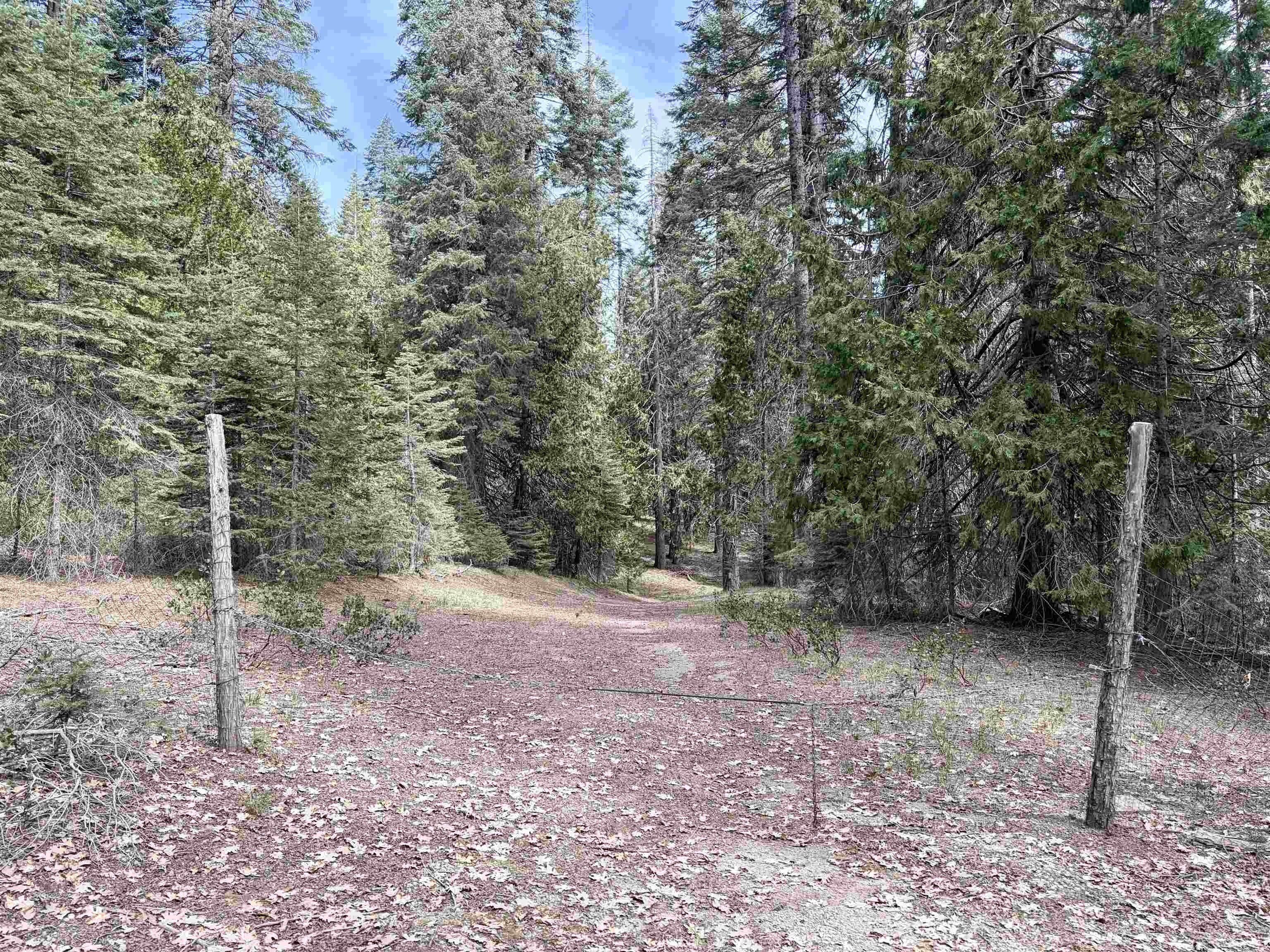 Oversized Forest Parcel in McCloud