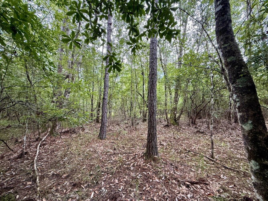 Picture 17