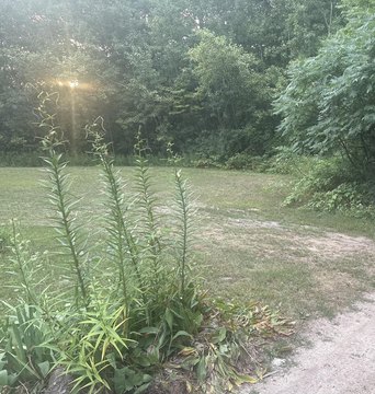 Cleared Lot Near Diamond Lake