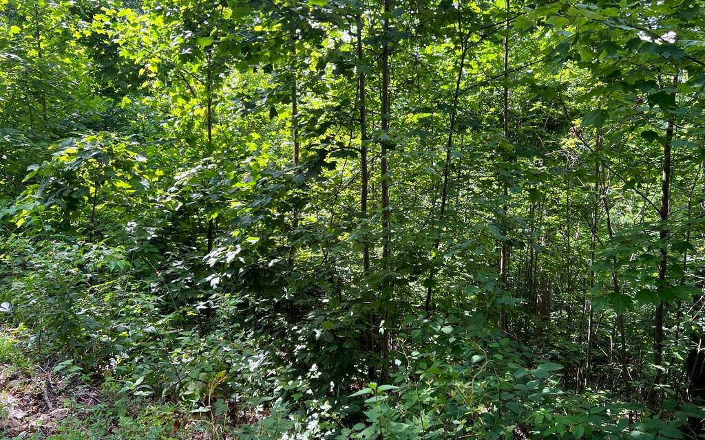 Picture 15