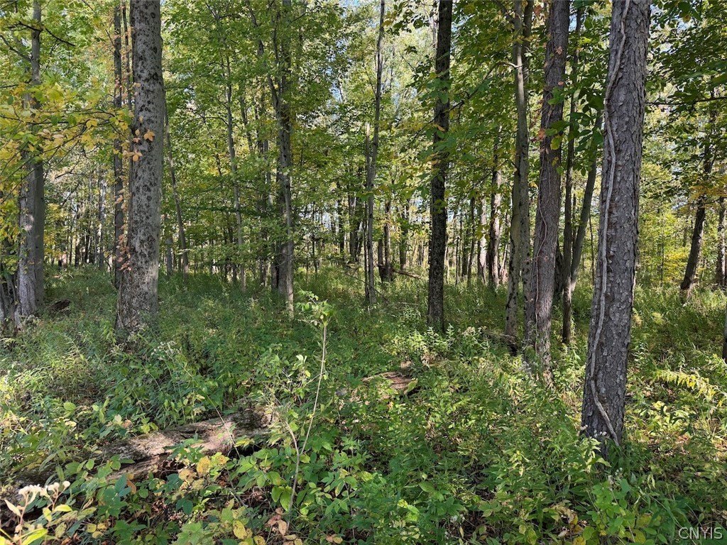 Picture 46