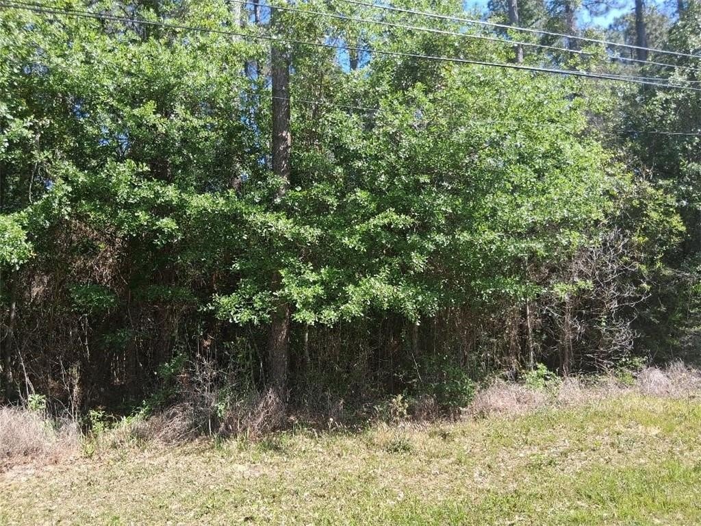 Unrestricted Wooded Lot in Theodore