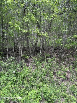 LAND - New Tazewell, TN