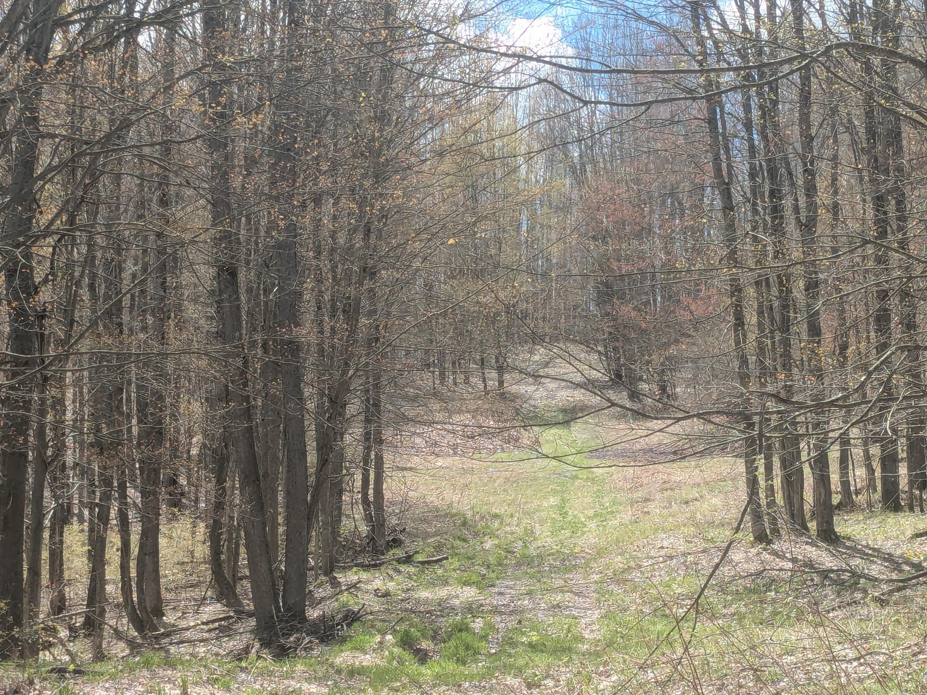 Wooded Acreage Bordering National Forest