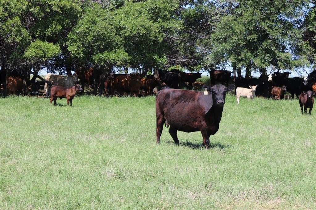 80 Acres Ranch in Henrietta, TX