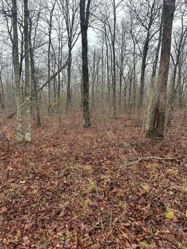 Wooded Lot with Utilities On-Site