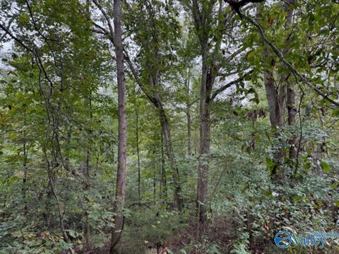 19.3 Acres Wooded Land