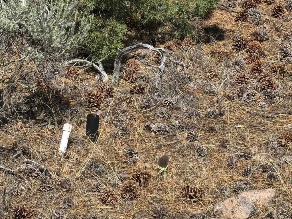 Picture 5