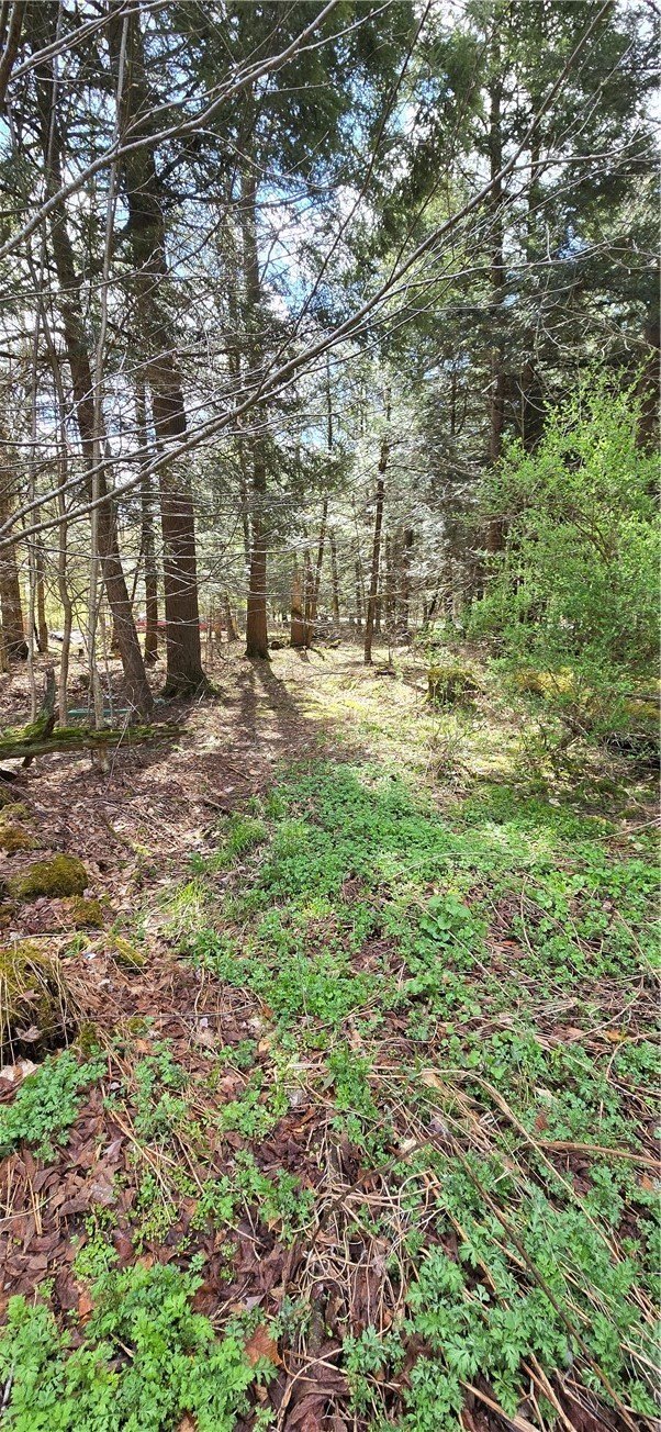 Land Near Arnold Lake Forest