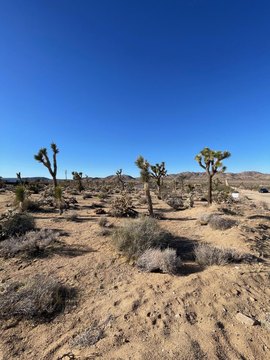 Joshua Tree Land For Sale