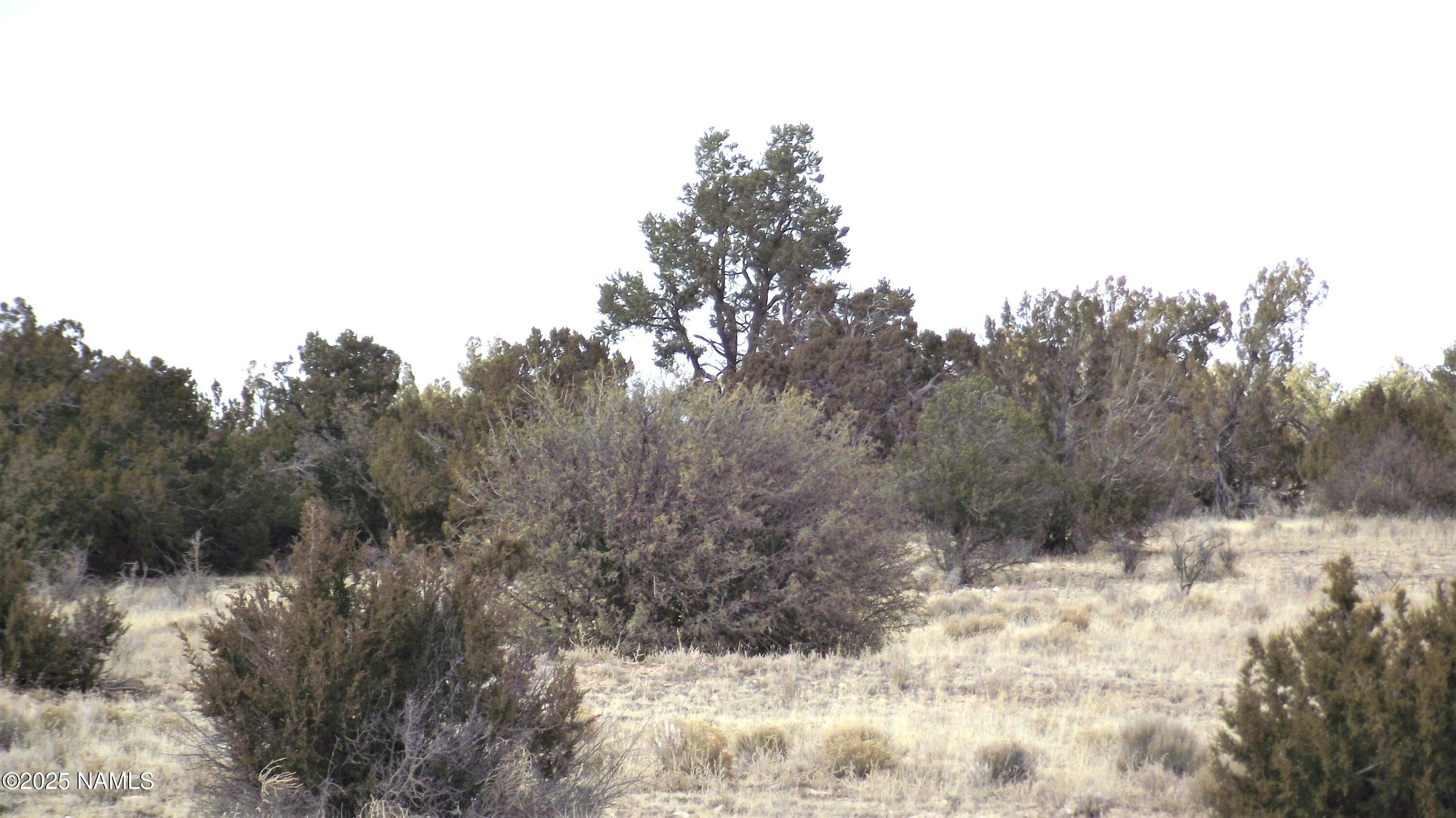 36.5 Acres in Williams, AZ